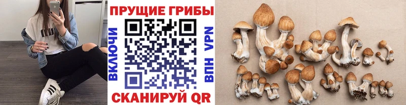 дарнет шоп  MEGA как войти  Галлюциногенные грибы ЛСД  Починок 